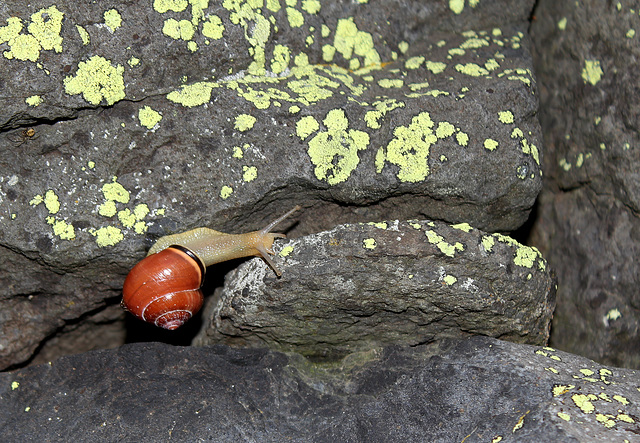 Escargot des haies - Cepaea nemoralis