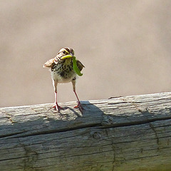 Little bird, big caterpillar