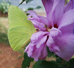 The Clouded Sulphur came back today  Here on 'Ardens' Rose of Sharron