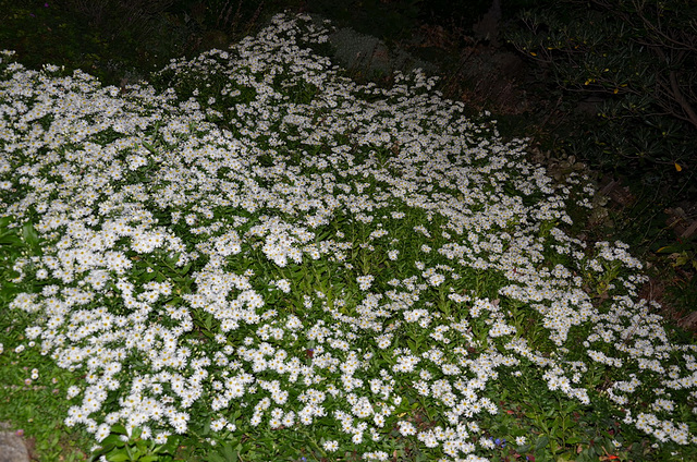 Tapis de fleurs