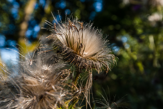 Distel - 20140807