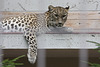 Leopardin Mesched (Wilhelma)