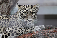Leopard (Wilhelma)