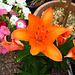 Orange Lily