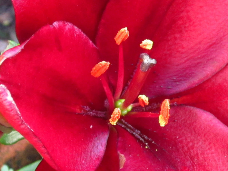 Red lily