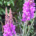 Purple toadflax