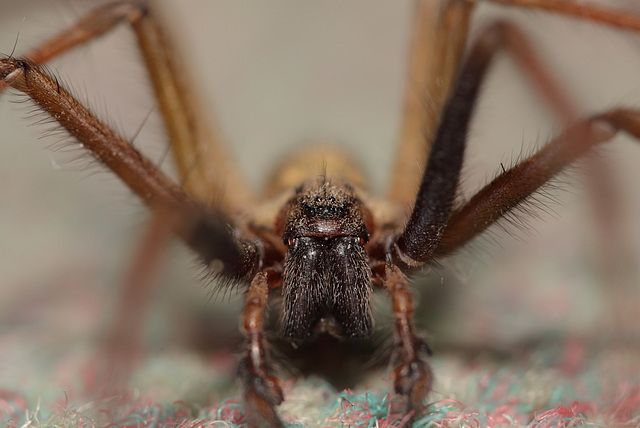 House spider (Tegenaria domestica)
