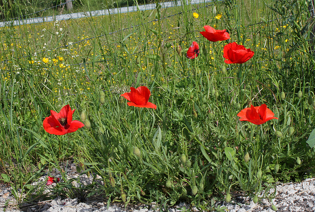 Papaver rhoeas (2)