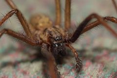 House spider (Tegenaria domestica)