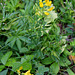 Lathyrus pratensis- Gesse des prés