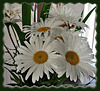 IMG 4429