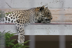 Leopardin Mesched (Wilhelma)