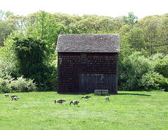 Shed in Old Bethpage Village Restoration, May 2007