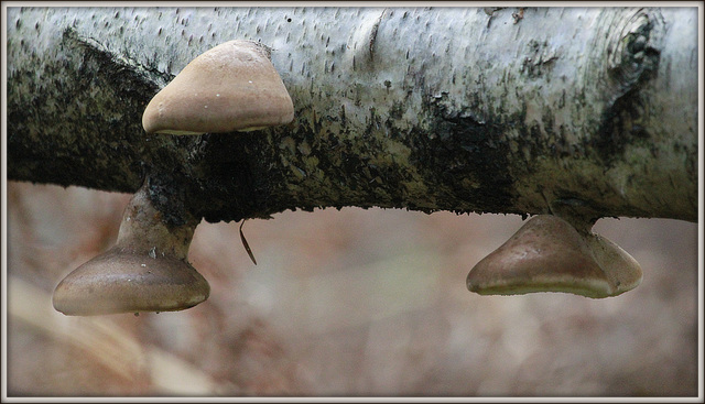 Planté de champignon