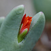 Conophytum frutescens (Wilhelma)