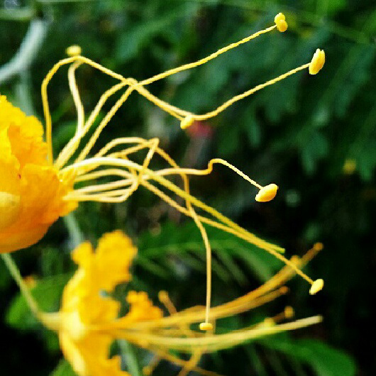 Blossom macro