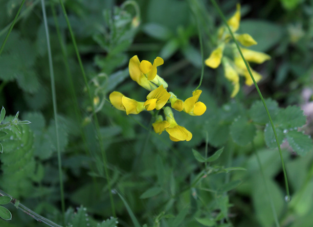 Lathyrus pratensis- Gesse des prés-001