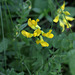 Lathyrus pratensis- Gesse des prés-001
