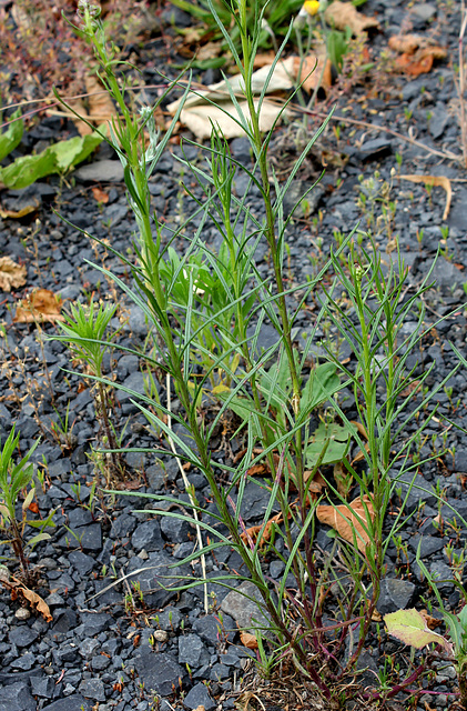 Senecio inaequidens  (2)