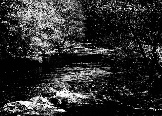 Forest  River-2bw