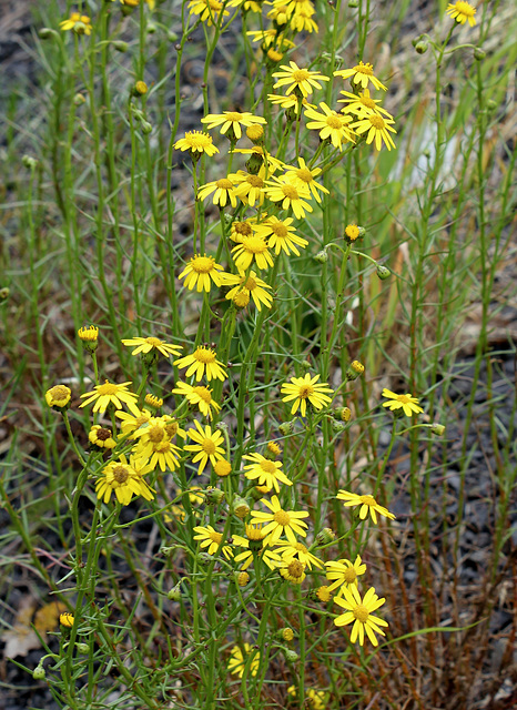 Senecio inaequidens