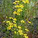 Senecio inaequidens