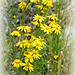 Senecio inaequidens  (3)