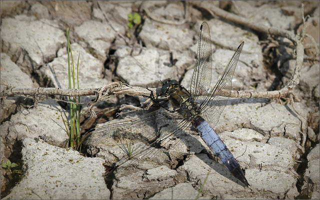 Orthetrum