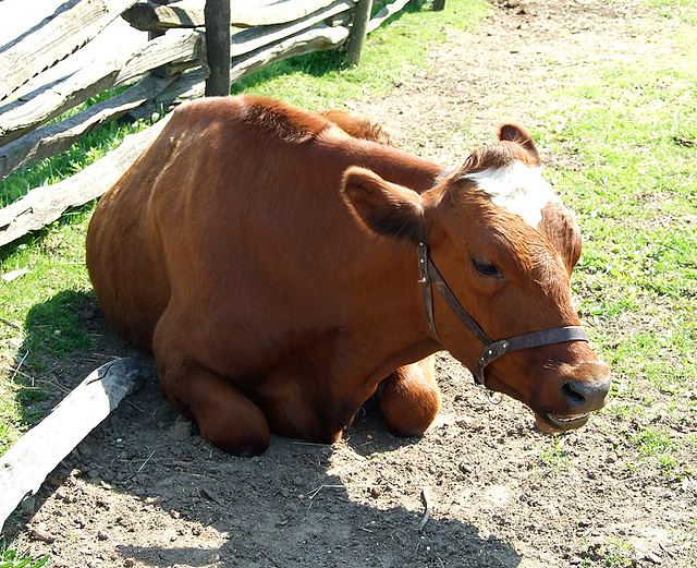 Cow in the Powell Farm in Old Bethpage Village Restoration, May 2007