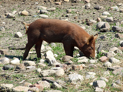Pig in the Powell Farm in Old Bethpage Village Restoration, May 2007