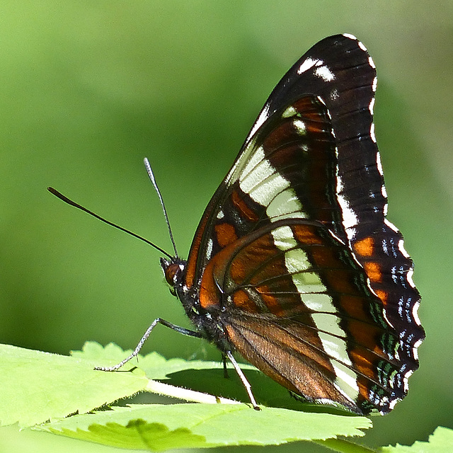 White Admiral