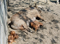 Sow & Piglets Nursing in the Powell Farm in Old Bethpage Village Restoration, May 2007