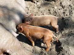 Piglets Nursing in the Powell Farm in Old Bethpage Village Restoration, May 2007