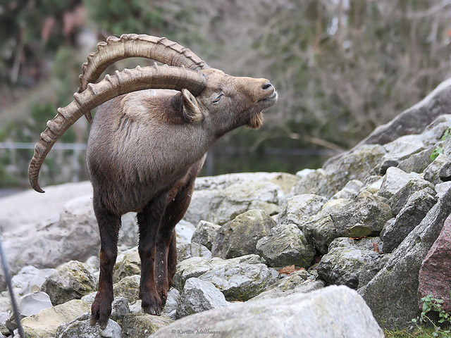 Steinbock (Wilhelma)