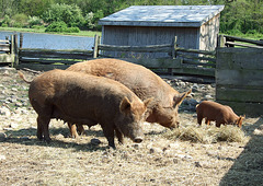 Three Pigs in the Powell Farm in Old Bethpage Village Restoration, May 2007