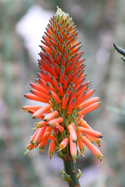 Rotrandige Aloe (Wilhelma)