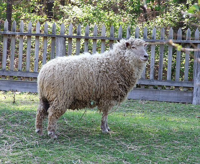 Sheep in Old Bethpage Village Restoration, May 2007