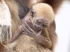 Gibbonbaby Narumol (Wilhelma)