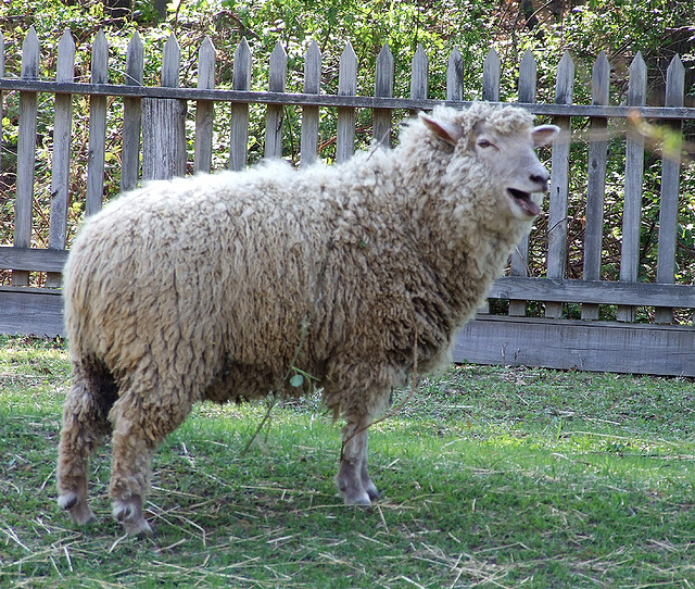 Sheep in Old Bethpage Village Restoration, May 2007