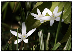 Carnation Lily Lily