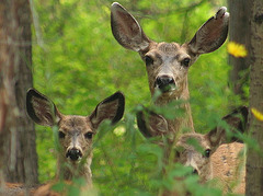 Behind our house.