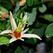 Passiflora aurantia (3)