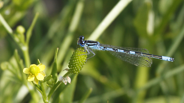 Enallagma cyathigerum