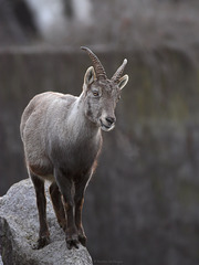 Steinbock (Wilhelma)