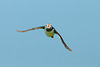 Puffin - flying in with sand eels