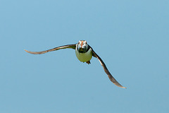 Puffin - flying in with sand eels