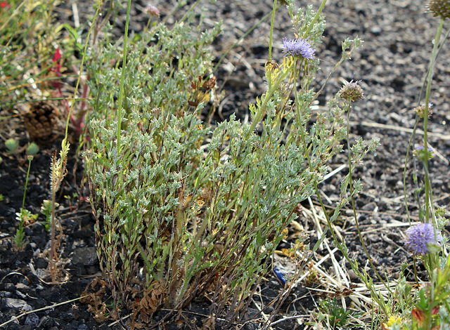 Logfia minima - Petite cotonnière