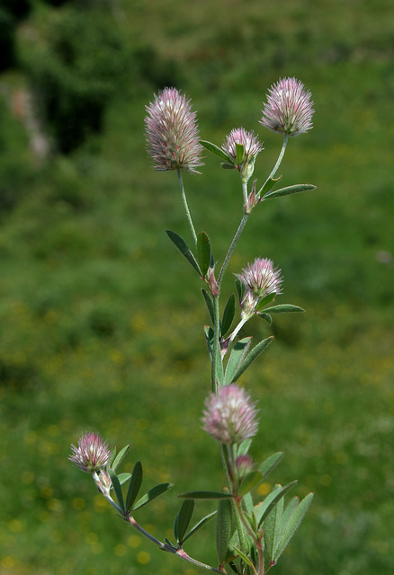 Trifolium arvense- Trèfle des champs