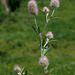 Trifolium arvense- Trèfle des champs