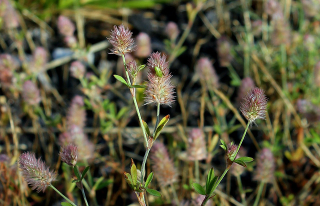 Trifolium arvense (2)